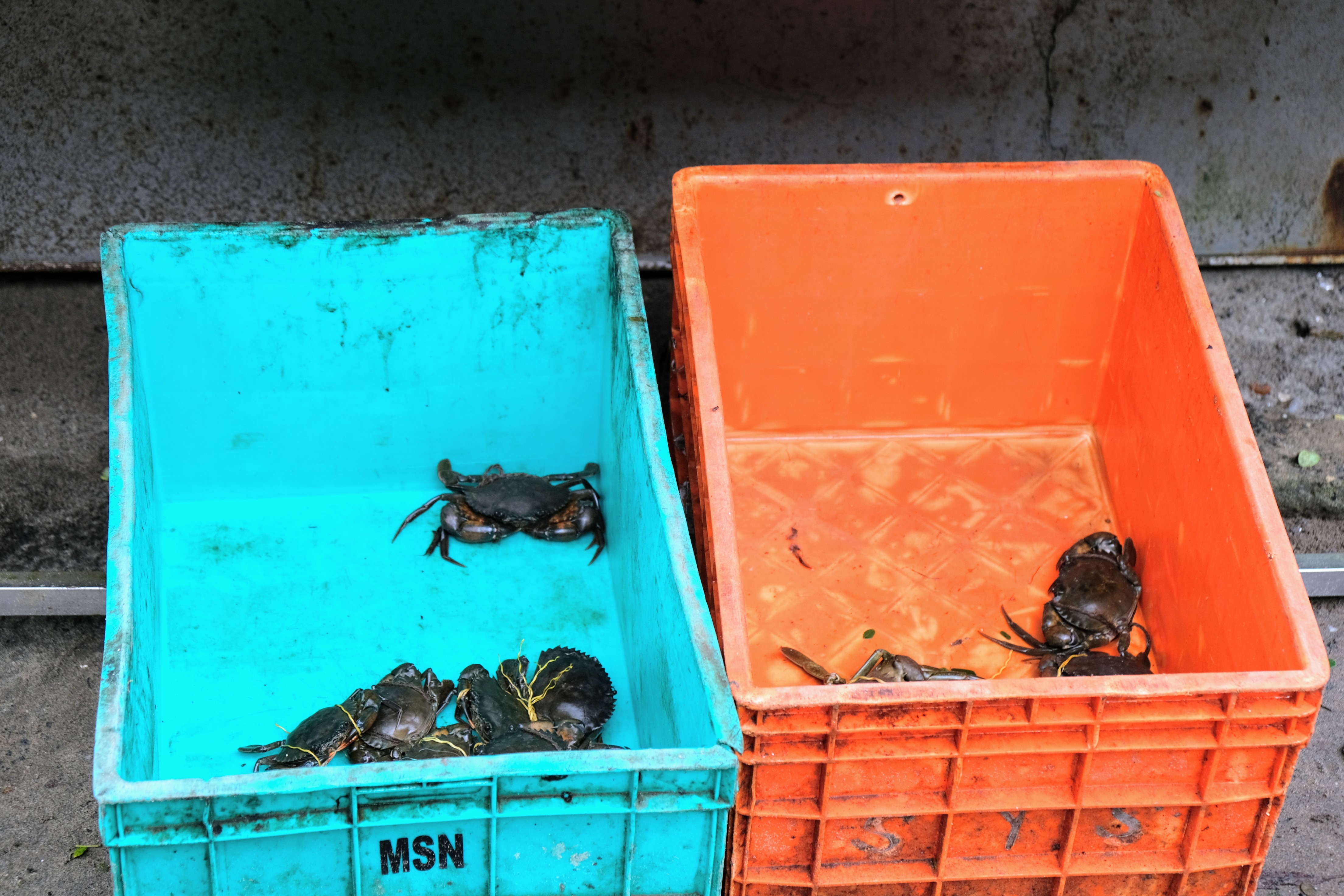 Kerala Fish Market