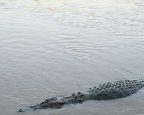 Crocodile Australia