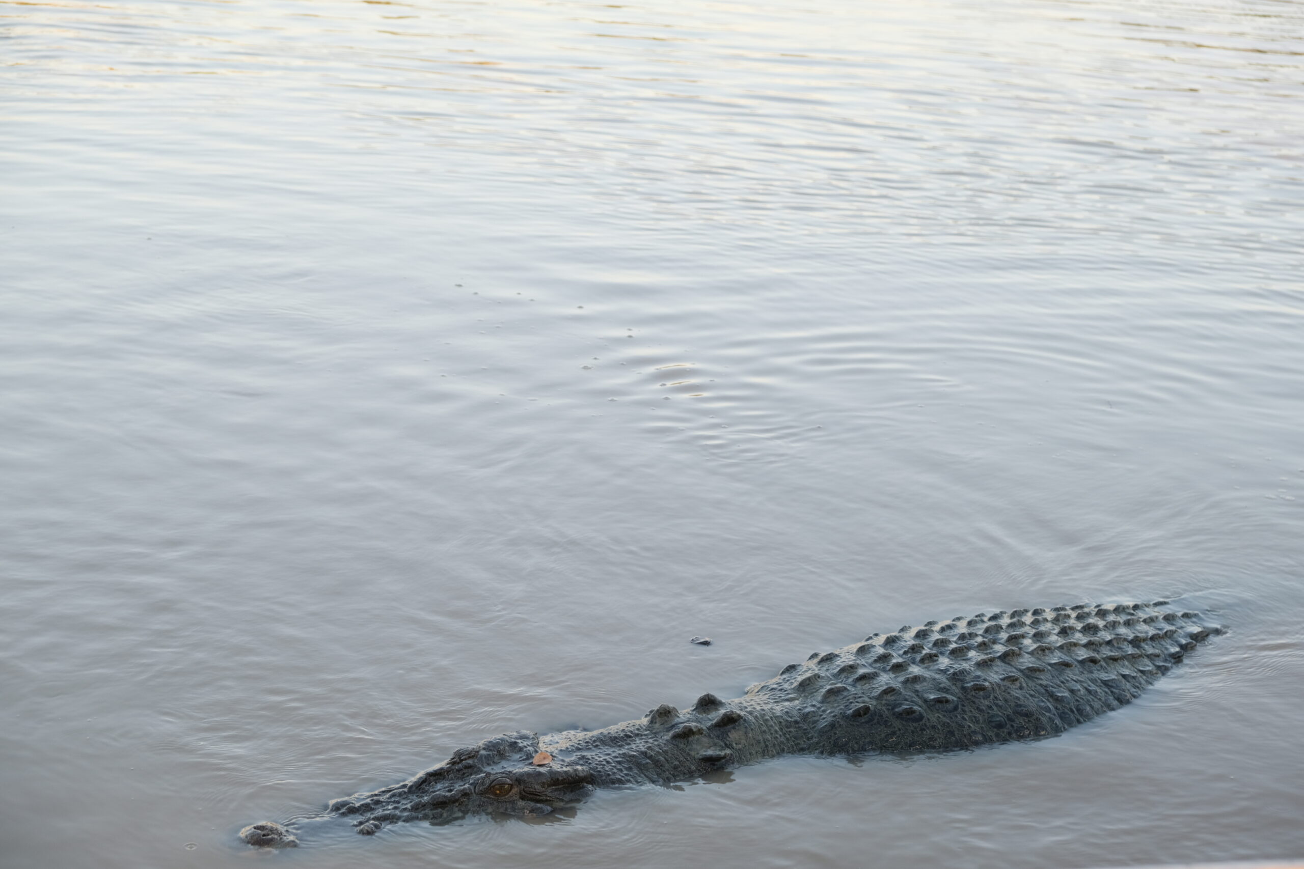 Crocodile Australia