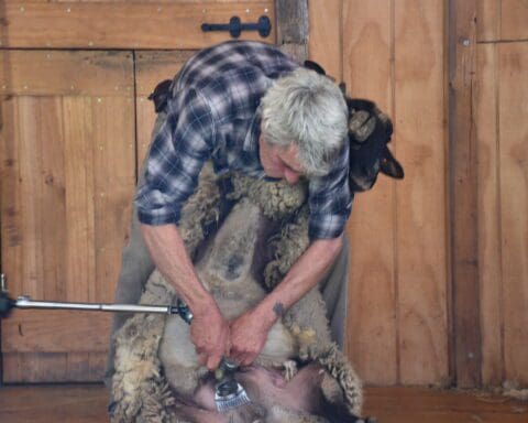 sheep-shearing-australia-rural-living