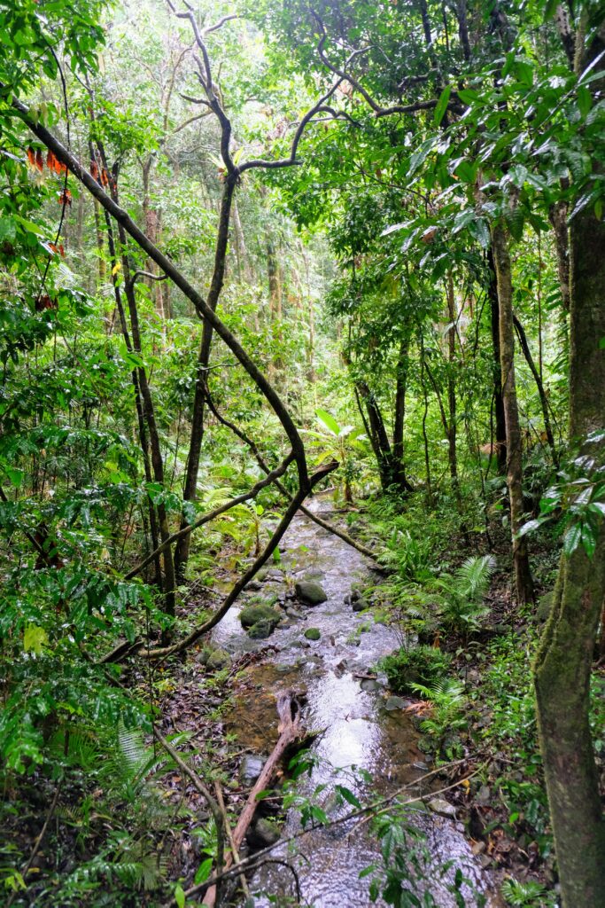 Mossman Gorge Queensland Aboriginal Smoking Ceremony