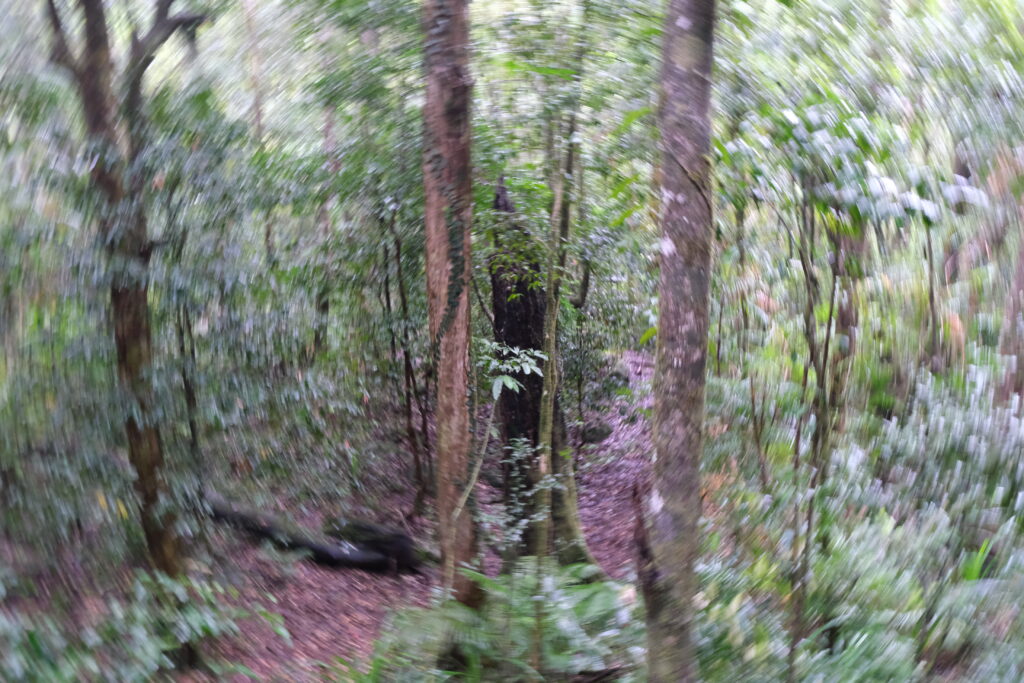 Mossman Gorge Queensland Aboriginal Smoking Ceremony