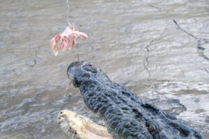 Jumping Crocodiles Darwin NT Australia