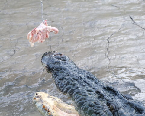 Jumping Crocodiles Darwin NT Australia