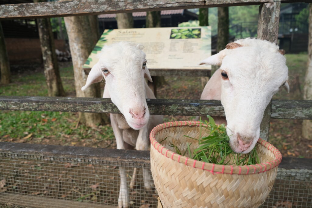 Bogor Kuntum Farmfield dan Nurseries