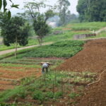 Bogor Kuntum Farmfield dan Nurseries