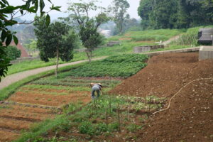 Bogor Kuntum Farmfield dan Nurseries