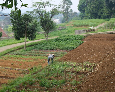 Bogor Kuntum Farmfield dan Nurseries